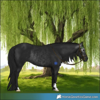 Horse Color:Gray Black Rabicano 