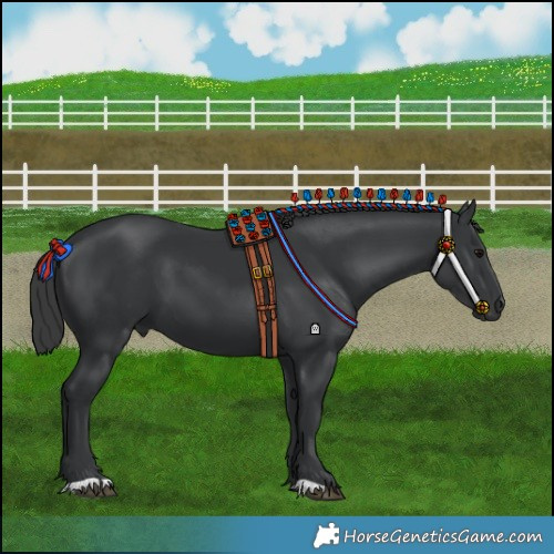 Horse Color:Black 
