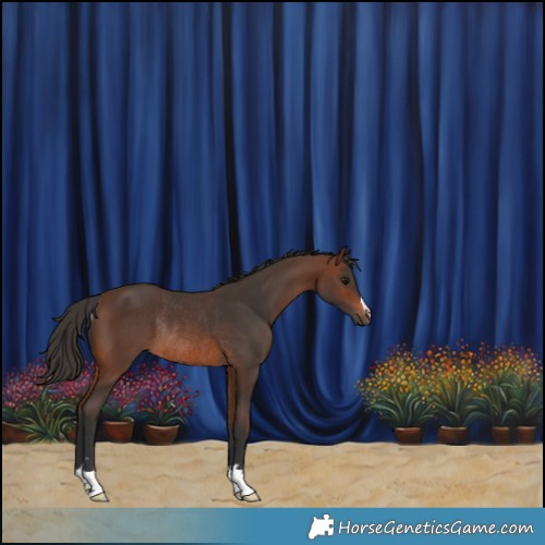 Horse Color:Brown Rabicano 