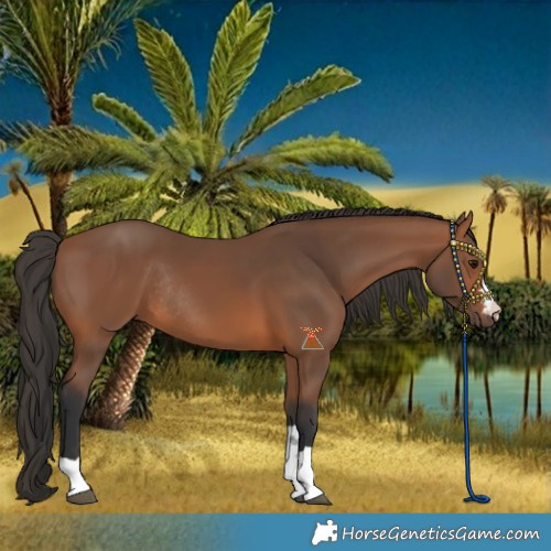 Horse Color:Bay Rabicano