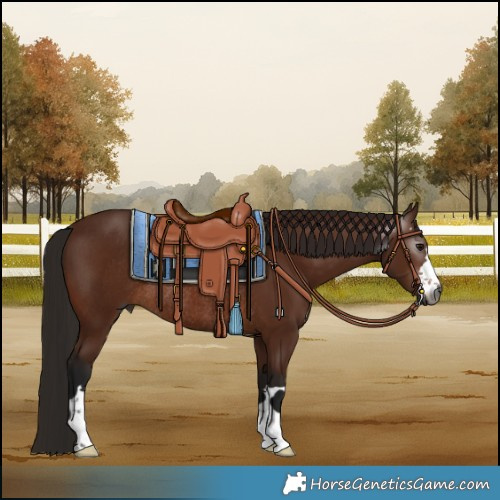 Horse Color:Gray Bay Rabicano 