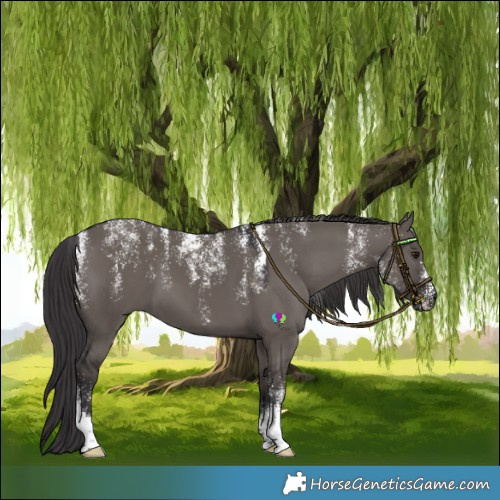 Horse Color:Powder White Smoky Grullo 