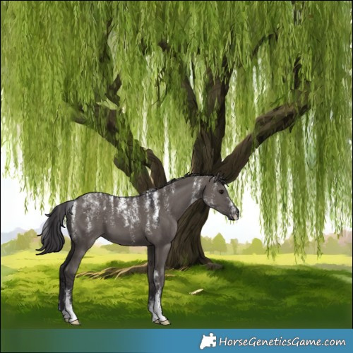 Horse Color:Powder White Smoky Grullo 