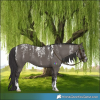 Horse Color:Powder White Smoky Grullo 