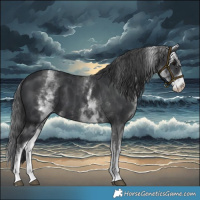 Horse Color:White Spotted Black