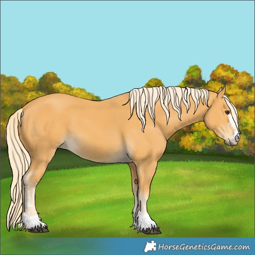 Horse Color:Palomino