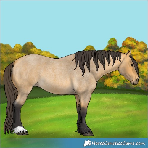 Horse Color:Buckskin Roan