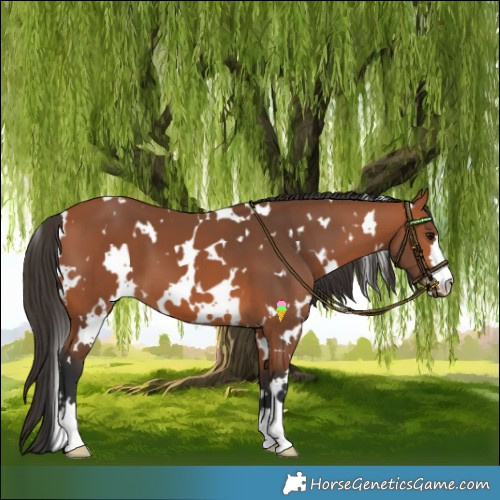 Horse Color:White Spotted Bay 