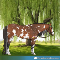 Horse Color:White Spotted Bay 