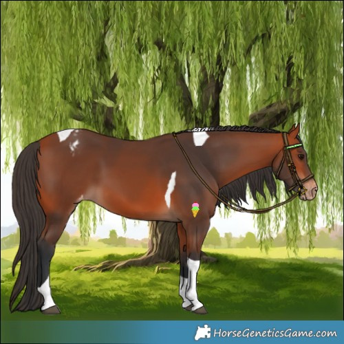 Horse Color:Bay Tobiano Varnish 
