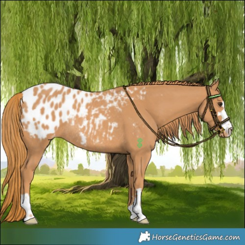 Horse Color:Chestnut Blanket Rabicano