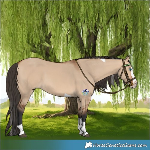Horse Color:Bay Dun Splash Tobiano