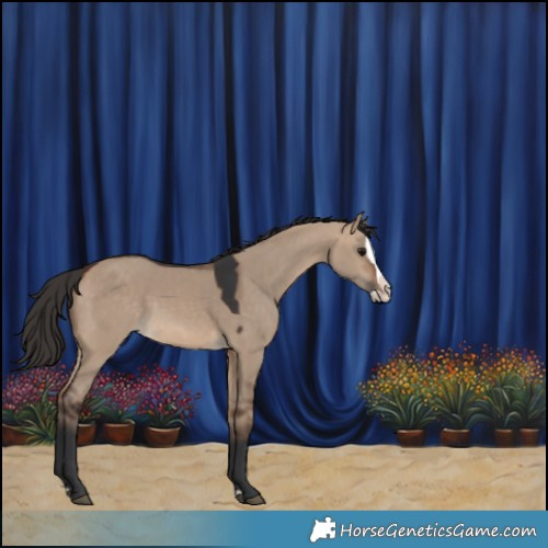 Horse Color:Bay Dun Splash 