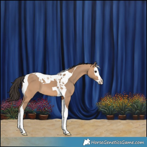 Horse Color:Bay Dun Splash Tobiano 