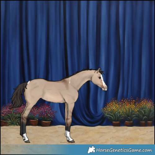 Horse Color:Bay Dun Splash Tobiano 