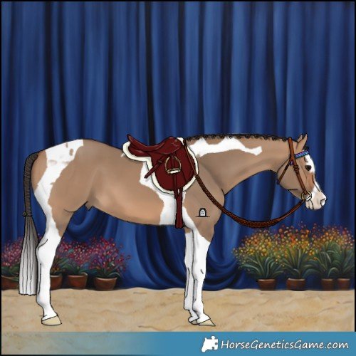 Horse Color:Bay Dun Splash Tobiano