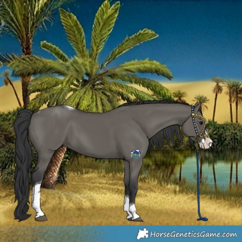 Horse Color:Grullo Splash Tobiano Rabicano 