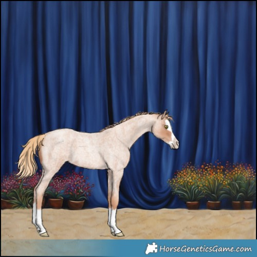 Horse Color:Gold Champagne Roan Splash 