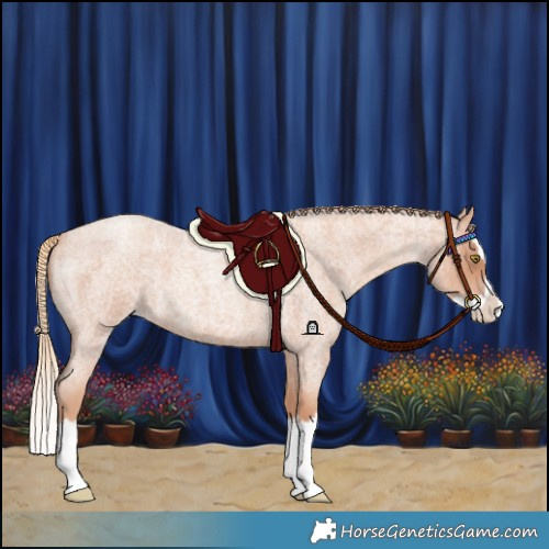 Horse Color:Gold Champagne Roan Splash 