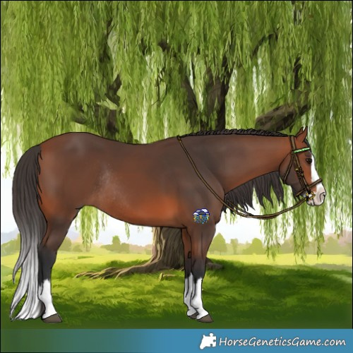 Horse Color:Bay Splash Rabicano