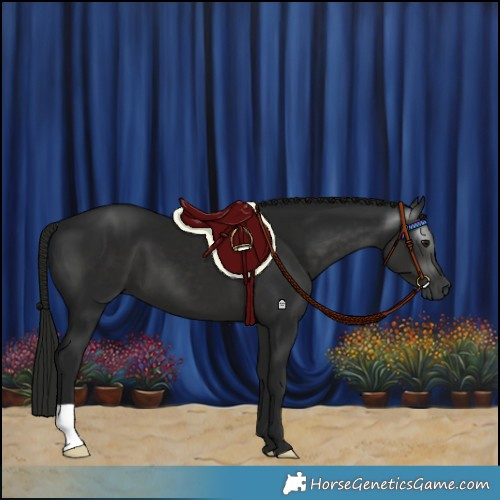 Horse Color:Gray Black