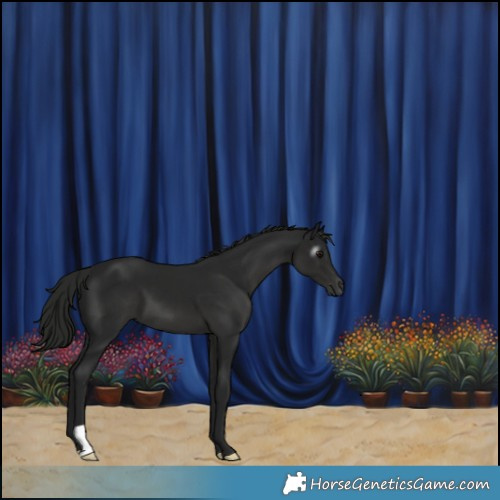 Horse Color:Gray Black 