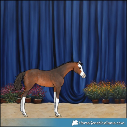Horse Color:Bay Splash Rabicano 