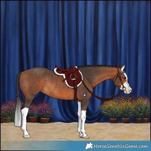 Horse Color:Bay Splash Rabicano 