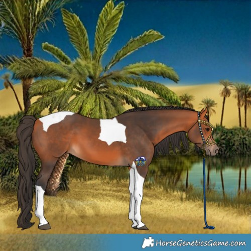 Horse Color:Bay Tobiano 