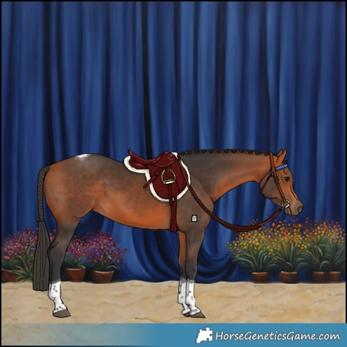 Horse Color:Bay Tobiano 