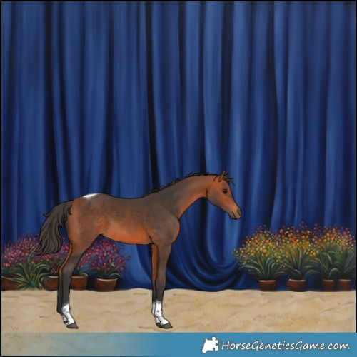 Horse Color:Bay Tobiano 