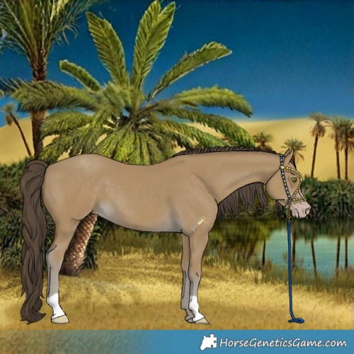 Horse Color:Classic Cream Champagne