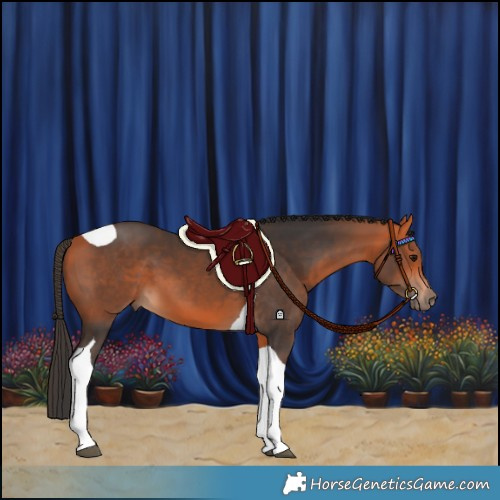 Horse Color:Bay Tobiano 