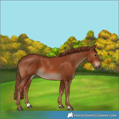 Horse Color:Chestnut and Chestnut