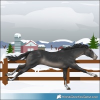Horse Color:Black and Black Splash