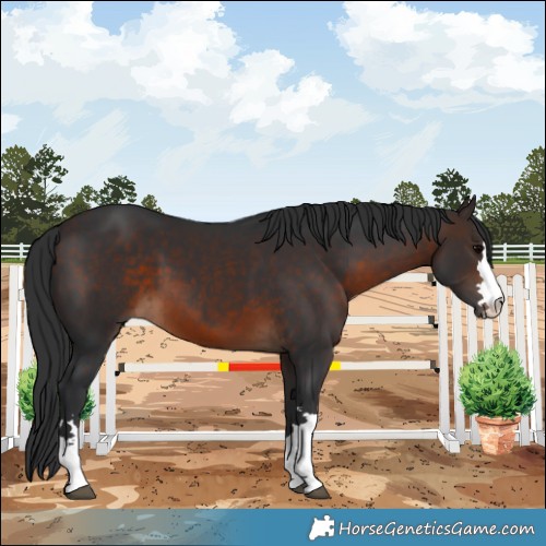 Horse Color:Brown 