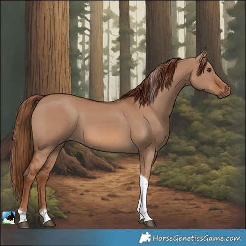Horse Color:Red Dun Tobiano