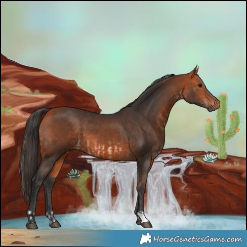 Horse Color:Bay  and Bay 