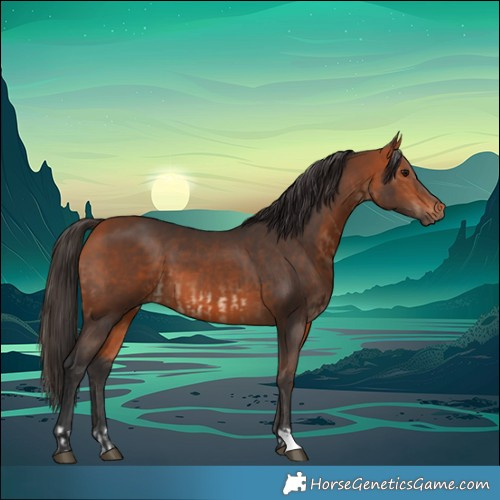 Horse Color:Bay  and Bay 