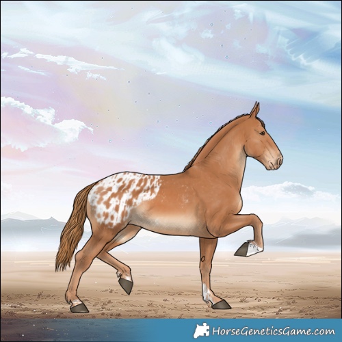 Horse Color:Chestnut  and Chestnut Blanket 