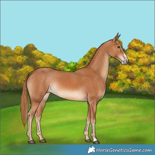 Horse Color:Chestnut  and Chestnut Splash 