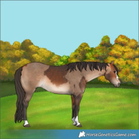 Horse Color:Bay  and Bay Dun 