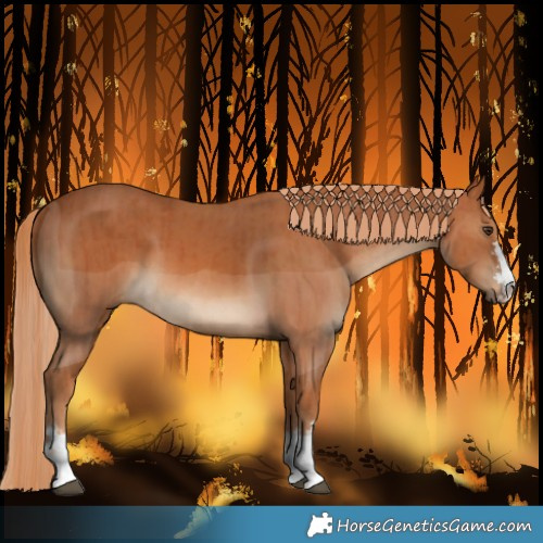Horse Color:Chestnut  and Chestnut 