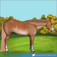 Horse Color:Chestnut and Chestnut
