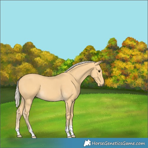 Horse Color:Palomino 