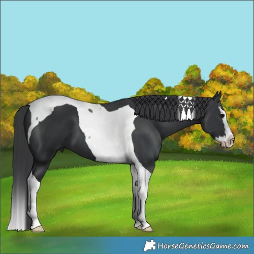 Horse Color:Black Splash Tobiano 