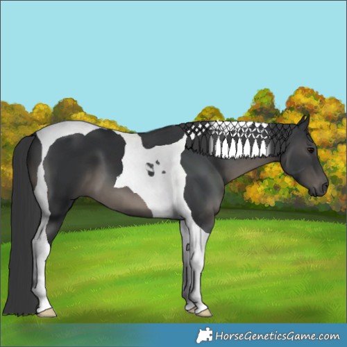 Horse Color:Black Tobiano