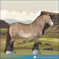 Horse Color:Bay Dun and Bay Dun Appaloosa
