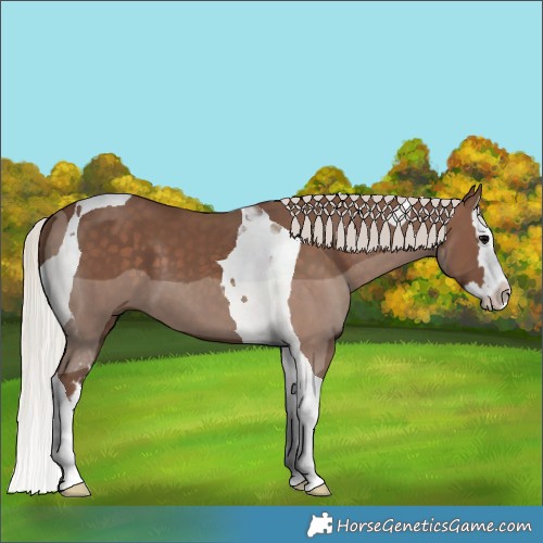 Horse Color:Silver Black Splash Tobiano 