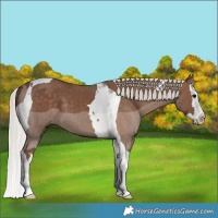 Horse Color:Silver Black Splash Tobiano